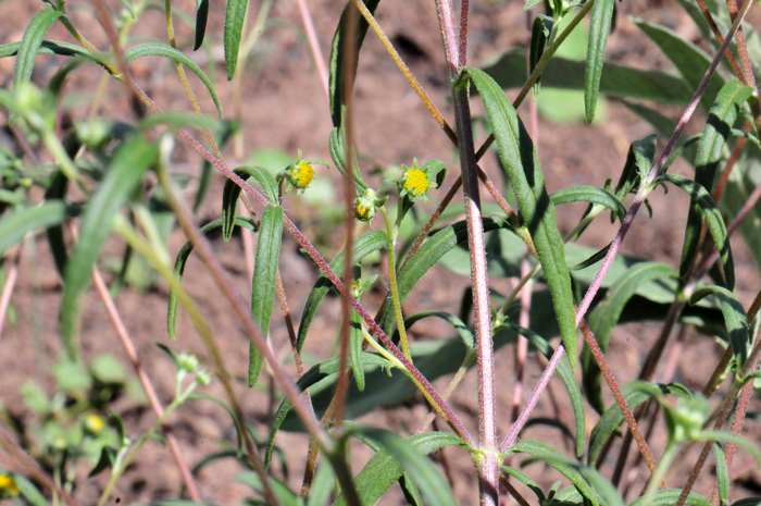 Longleaf False Goldeneye, Heliomeris longifolia